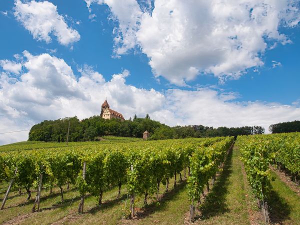 Discover the treasures of chateauneuf-du-pape wine regions